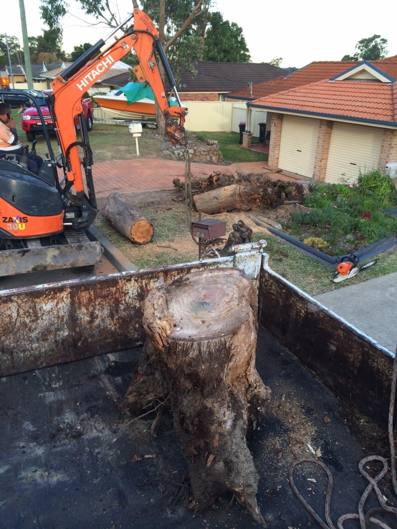 Exposed stumps on Sunshine Coast recommended entire stump & root ball removal for safety reasons. We have all the equipment and machinery to get the job done efficiently & safely with minimal impact on your yard