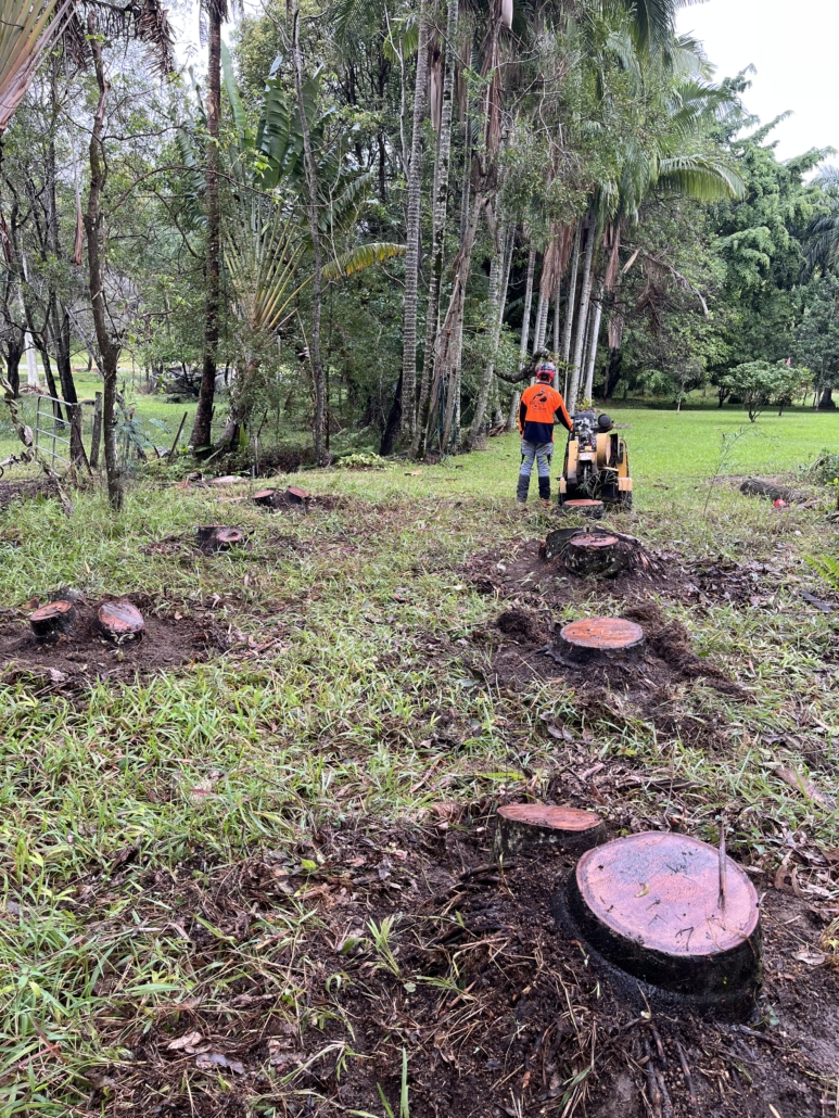 Arborist performs stump grinding of multiple palm stumps