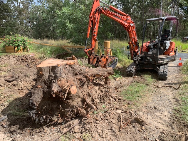 Arborist service remove tree stump from