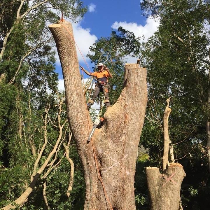 All tree & stump removal services on the Sunshine Coast. Based in Bli Bli