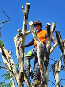 Climbing Arborist in tree on Sunshine Coast