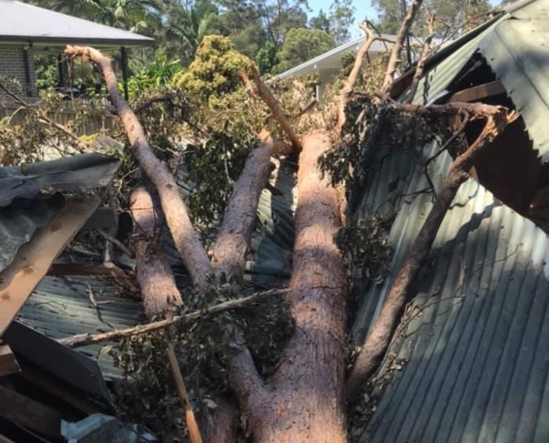 Removal of large gum tree from roof of house in Eumundi Sunshine Coast