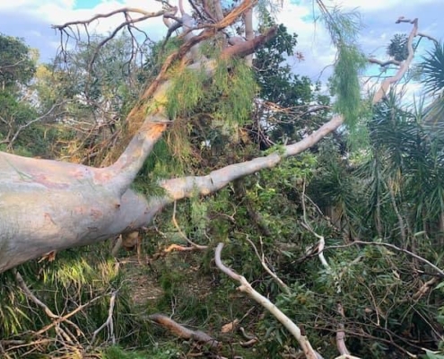 Removal of tree from house in south east Queensland