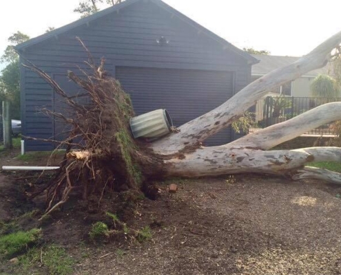 Removal of gum tree which uprooted impacting insureds property