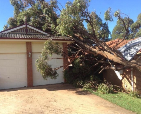 Tree removal from house in a Newcastle NSW