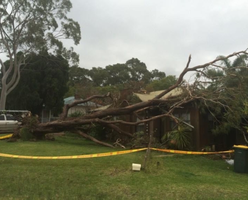 Tree severely impacts house roof in Newcastle NSW