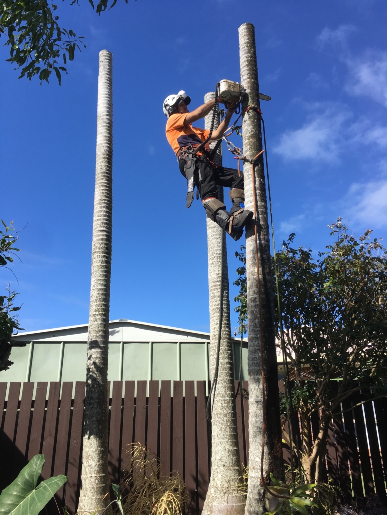 Arborist climbing palm to remove tree in confined area in Maroochydore