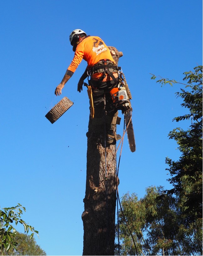 Professional Arborist climbing tree to perform tree removal in confined space.